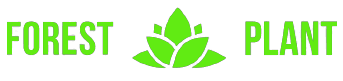 Forest Plant Forest Plant